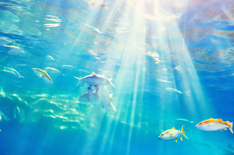 高清的图片海报设计背景广告设计素材元素蓝色海底鱼群深海里,高清,摄影图,摄影图片,图片大全,摄影图免费下载